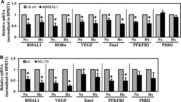 BMAL1 and ROR&#x3b1; inhibition results in decreased expression of select HIF-1 target genes.