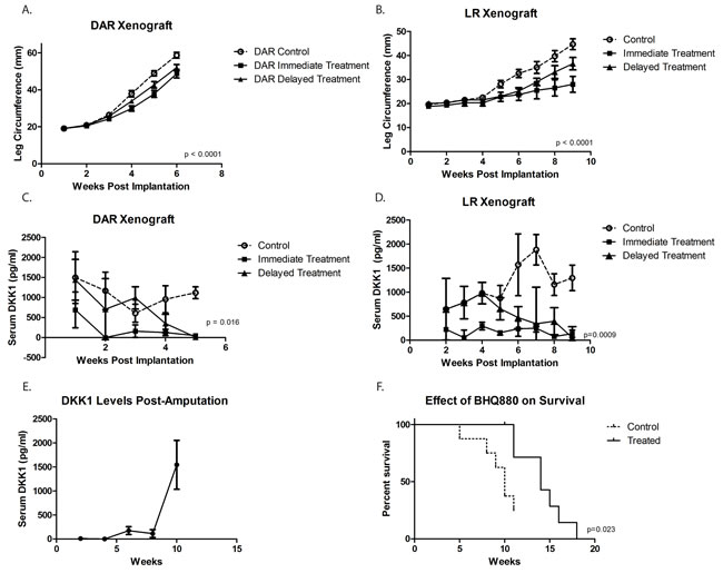 Using an orthotopic implantation/amputation model for DAR (