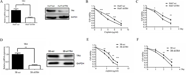 TR4 knockdown led to weakened chemosensitivity of Huh7 and Hep3B cells.