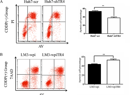 Higher TR4 expression resulting in a higher cell apoptosis in HCC cells treated with cisplatin.