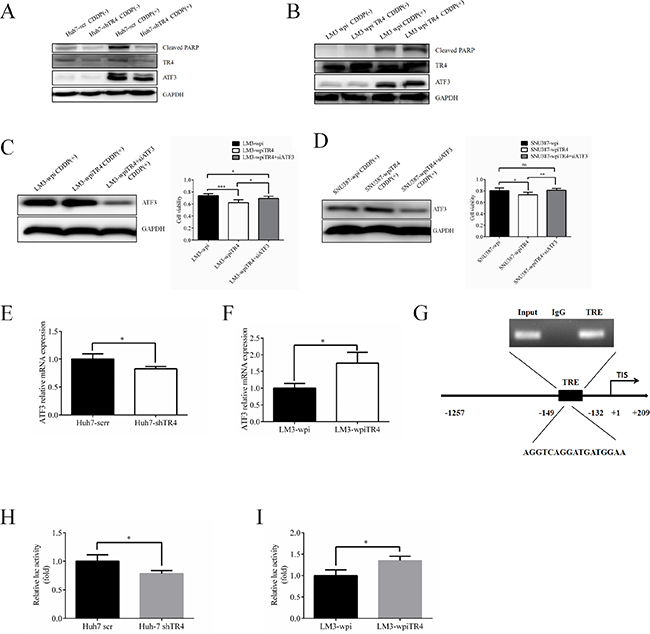 TR4 contributes to the chemosensitivity in HCC cells through up-regulation of ATF3 expression.