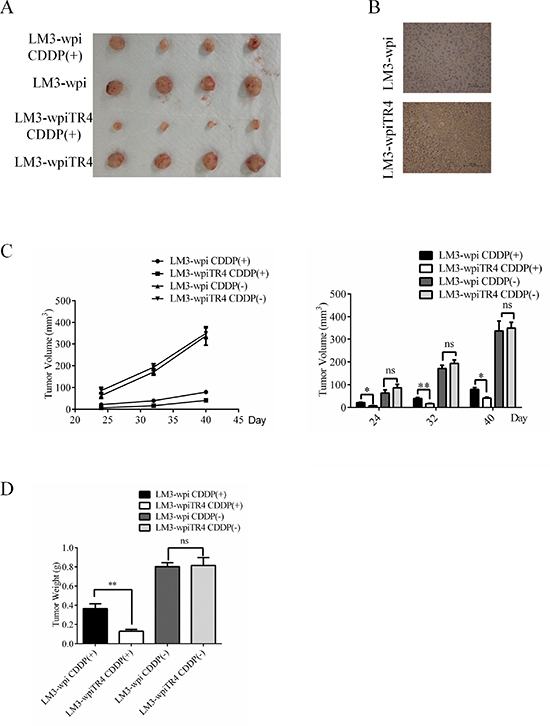 TR4 enhanced the effect of cisplatin in inhibiting the subcutaneous xenograft growth of Hepatocellular Carcinoma in nude mice.