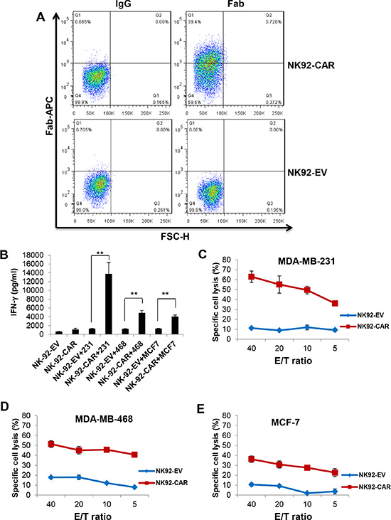 EGFR-CAR NK-92 cells recognize and lyse EGFR positive cells of breast cancer cell lines.