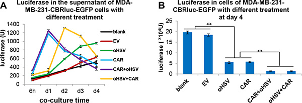 The combinational treatment of EGFR-CAR NK-92 cells and oHSV-1 results in more efficient eradication of breast cancer tumor cells in vitro.