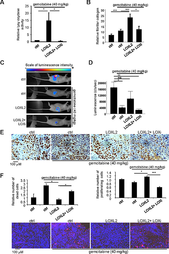 Modulating LOX family activity impacts the response to gemcitabine treatment.