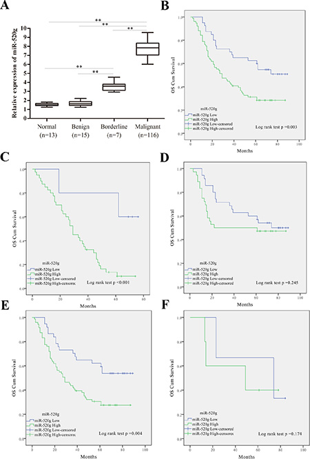 miR-520g was upregulated in EOC tissues and high miR-520g expression predicted poor EOC patient survival, especially in recurrent or high serum CA-125 level patients.