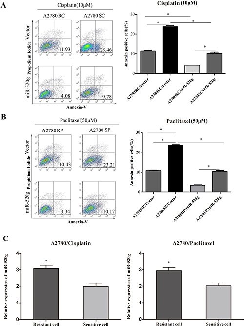 miR-520g increased chemoresistance to cisplatin and paclitaxel.