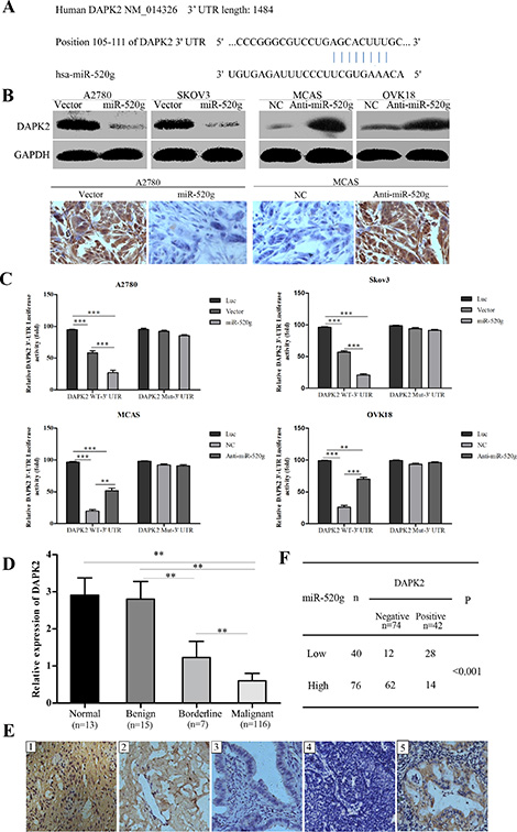 miR-520g directly targets DAPK2 in EOC cells and miR-520g expression was inversely associated with DAPK2 in EOC tissues.