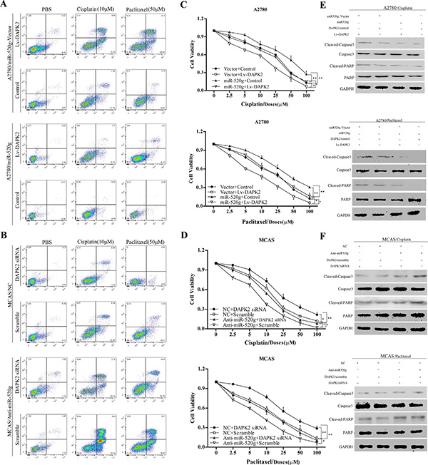 miR-520g increased chemoresistance to cisplatinum and paclitaxel and inhibited EOC cell viability by repressing DAPK2.
