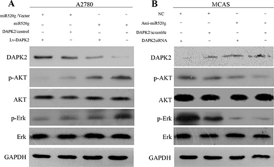 MAPK and AKT pathways promote miR-520g-DAPK2-mediated EOC cell proliferation.