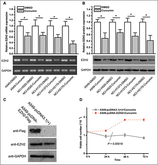 Curcumin inhibits EZH2 expression, and ectopic overexpression of EZH2 increases the resistance of lung cancer cells to curcumin.
