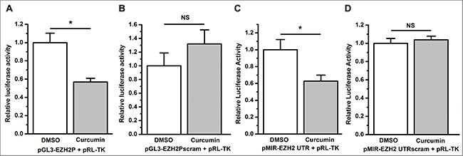 Curcumin inhibits the transcription and 3&#x2019; UTR stability of EZH2.