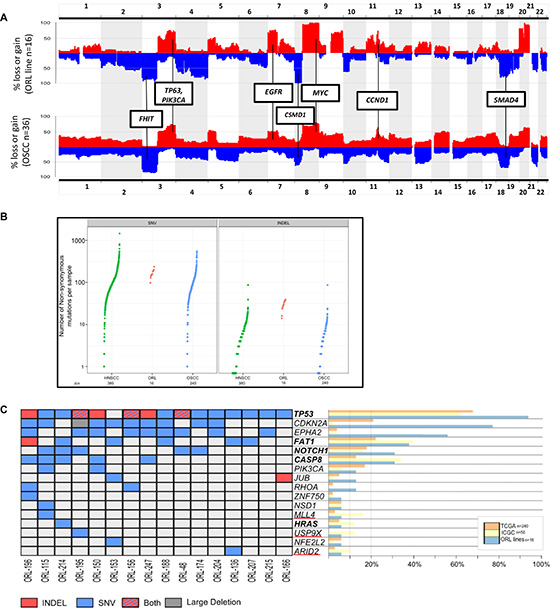 Global profiling of copy number alterations (CNA) and mutations in ORL lines.