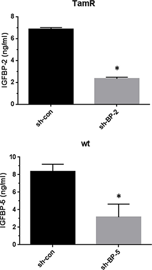 The knockdown of IGFBP-2 expression in TamR cells and IGFBP-5 expression in wt MCF-7 cells.