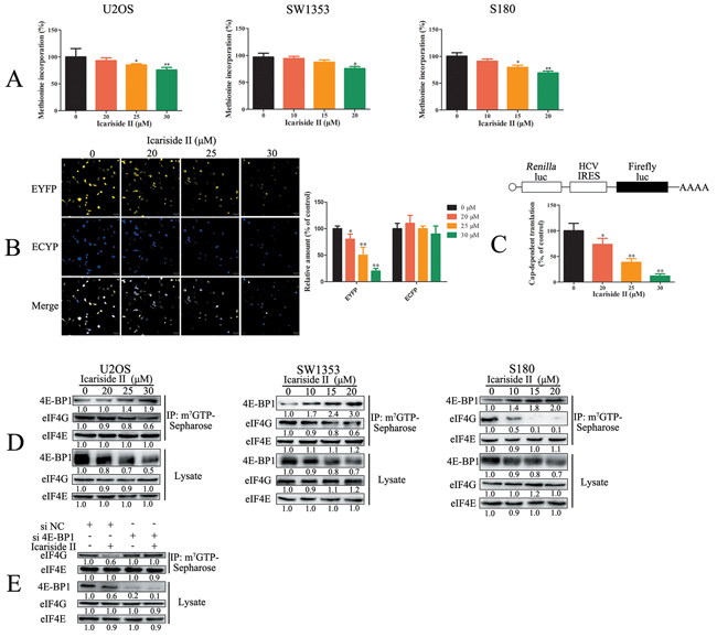 IS inhibits cap-dependent translation through activating 4E-BP1 in sarcoma cells