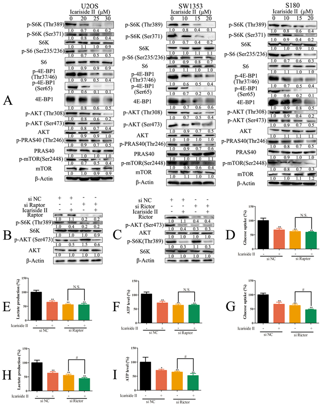 IS inhibits glycolysis in sarcoma cells by suppressing mTORC1 not mTORC2.