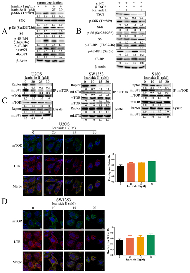 IS inhibits mTORC1 signaling through disrupting the assembly of mTORC1.