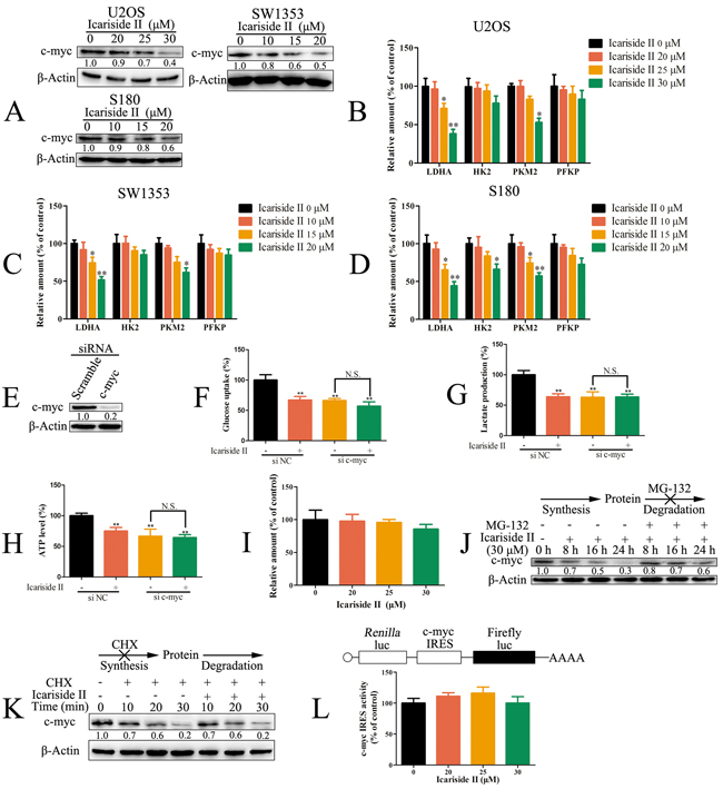 IS inhibited glycolysis through suppressing the cap-dependent translation of c-myc in sarcoma cells.