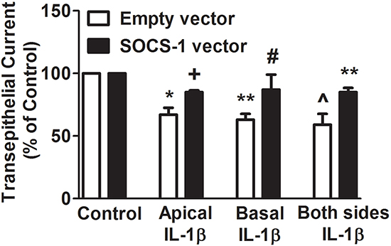 SOCS-1 overexpression suppresses IL-1&#x03B2;-mediated disruption of TEC on apical, basal as well as both surfaces of MLE-12 cells.
