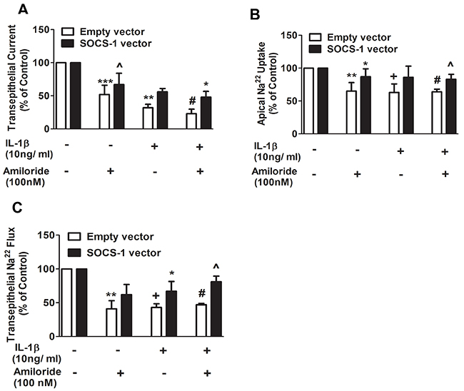 Apical 22Na and transepithelial 22Na flux are proteced by SOCS-1 overexpression.