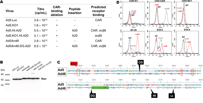 Generated vectors, cell line and primary epithelial ovarian cancer (EOC) cell phenotyping.