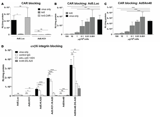 Evaluation of coxsackie and adenovirus receptor (CAR) and &#x03B1;v&#x03B2;6 integrin receptor usage.