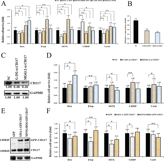 Effects of a forced reversal of the miR-34a-5p or CD117 levels on the drug resistance of G-292 and SJSA-1 cells.