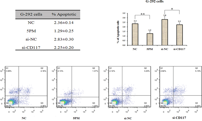 Effects of the forced reversal of both the miR-34a-5p and CD117 levels on the apoptosis of G-292 cells, with a graph of the analyzed data and plots of the original FACS data.