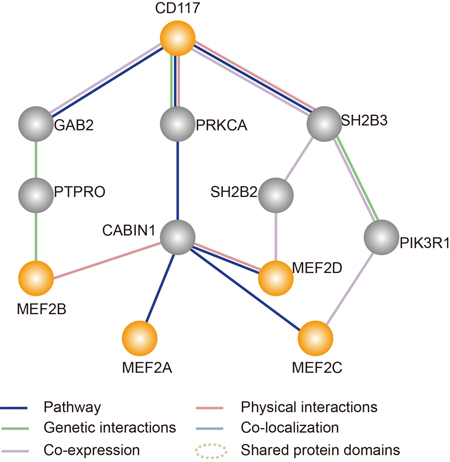 Simplified map showing an analysis of the interaction between the target gene (CD117) and the MEF2 pathway generated by GeneMANIA (http://genemania.org/).
