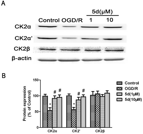 Effects of 5d on CK2&#x3b1;, CK2&#x3b1;&#x2019;and CK2&#x3b2; protein levels in cortical neurons after OGD/R.