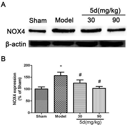 Effects of 5d on NOX4 protein level in the brains of rats after I/R.