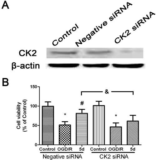5d increased the neuronal viability through up-regulation of CK2 expression.