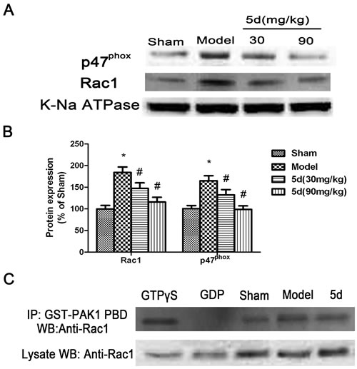 Effects of 5d on the translocation of cytosolic p47phox and Rac1 to membrane.