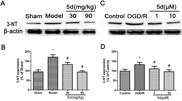 Effects of 5d on 3-NT protein expression in the brains of rats after I/R and in cortical neurons after OGD/R.