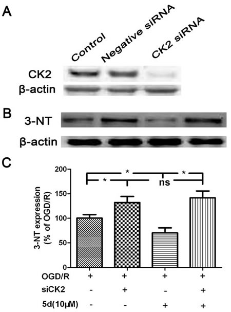 CK2 negatively modulate the expression of 3-NT protein.