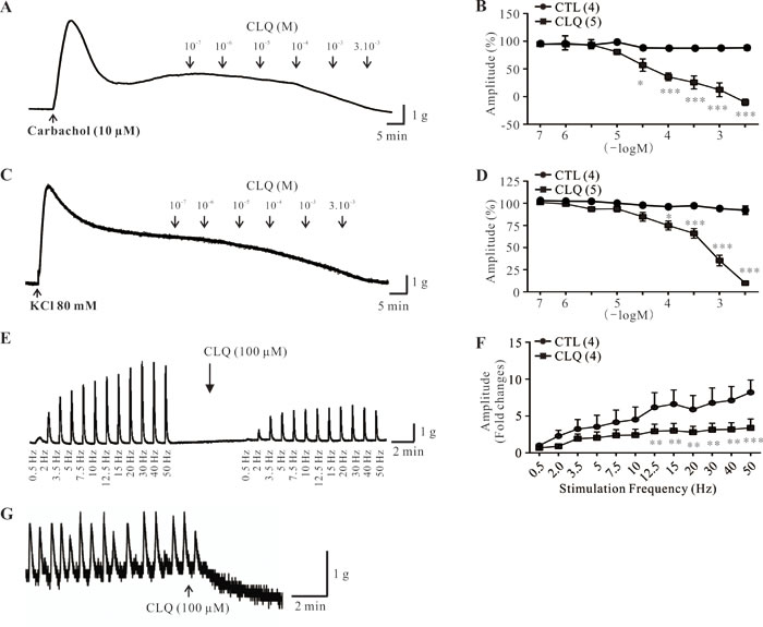 Effect of chloroquine on stimulus-induced and spontaneous contractions of human DSM strips.