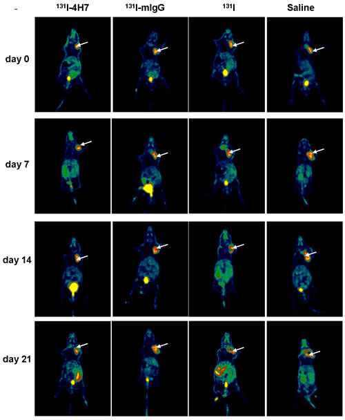 Representative decay-corrected whole-body PET-CT images of the effect of drugs on tumor growth.