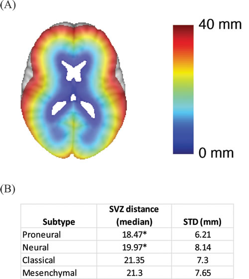 Association between SVZ distance and glioblastoma subtype.