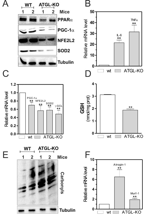 PPAR&#x3b1;-PGC-1&#x3b1;-mediated antioxidant pathway, oxidative stress and skeletal muscle degeneration in ATGL-KO mice.