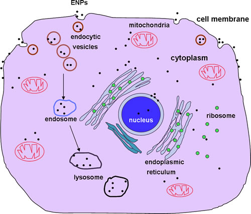 Uptake of ENPs and their intracellular localizations.