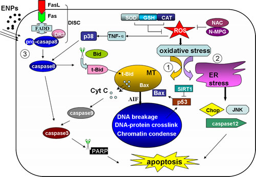 The ENP induced apoptosis pathways The ENPs induce two intrinsic pathways and one extrinsic death receptor pathway.