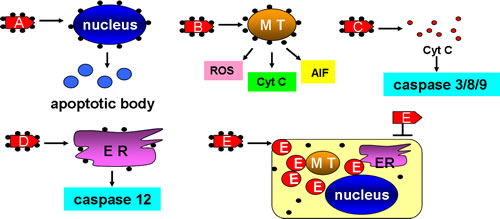 ENPs can be used as nano-carriers in cancer therapy.