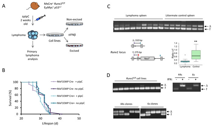 Figure 1 : E&micro;-Myc lymphomas strongly resist deletion of