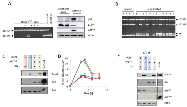 Loss of p53 precedes permissiveness for