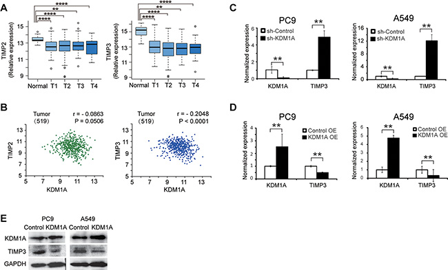 TIMP3 expression is negatively correlated with KDM1A in NSCLC, and is repressed by KDM1A.