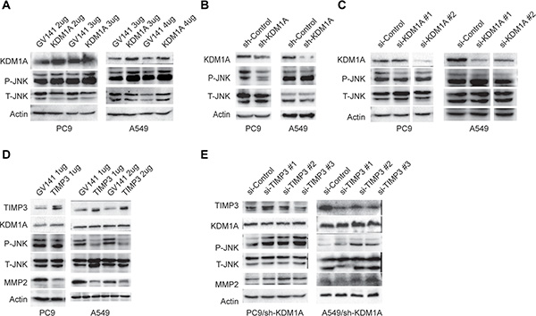 JNK phosphorylation is enhanced by KDM1A overexpression, but repressed by TIMP3 overexpression.
