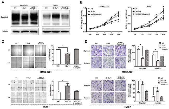 Overexpression of KLF6 inhibits the migration and invasion of HCC cell lines.