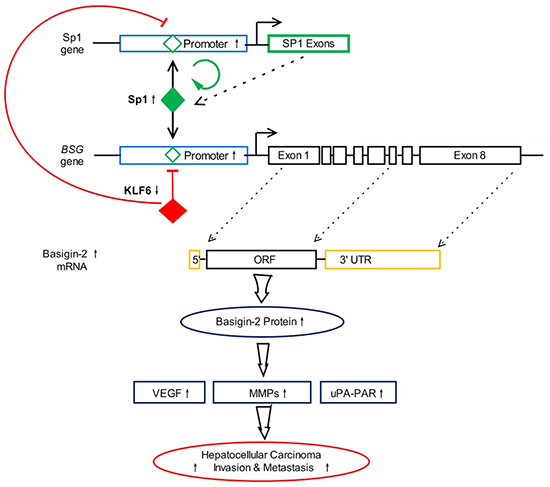 Summary diagram describing the interaction network of KLF6 and Sp1 regulate basigin-2 expression.