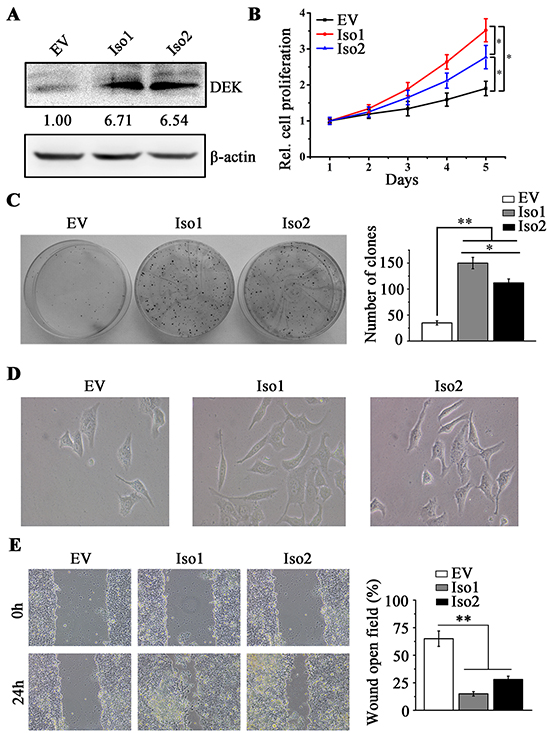 DEK overexpression promotes cell proliferation and migration in MHCC97L cells.