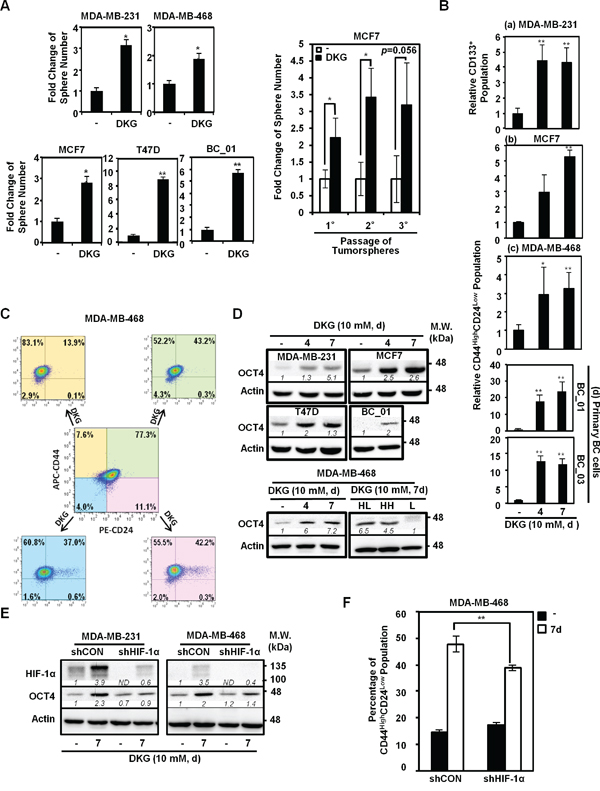 DKG promotes tumorigenic properties in BC cells.